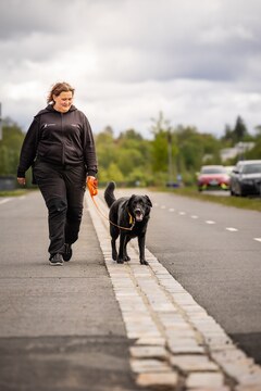 Hihnassa kulkeminen ja ohitukset